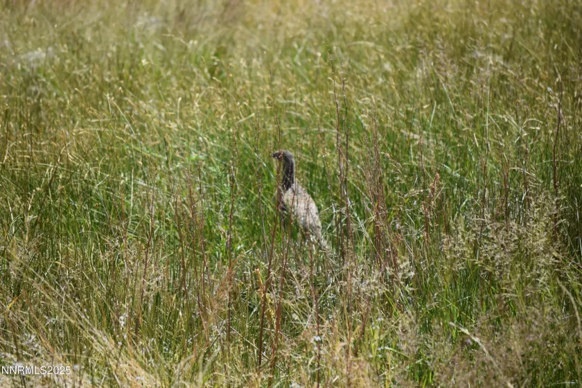 3306 High Rock Road, Gerlach, Nevada 89412, ,Land,Residential,High Rock Road,250053754