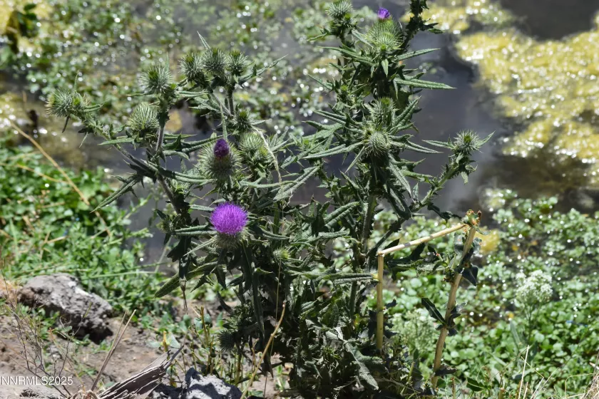 3306 High Rock Road, Gerlach, Nevada 89412, ,Land,Residential,High Rock Road,250053754