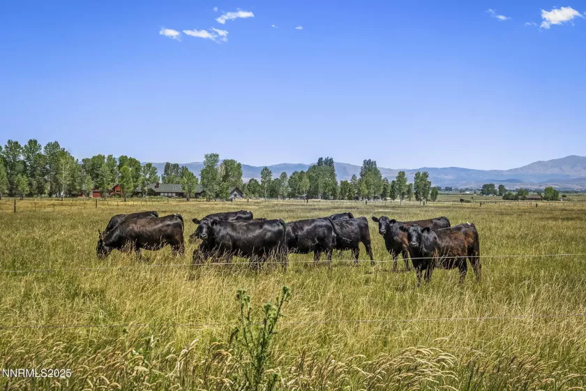 389 Mottsville, Gardnerville, Nevada 89460, 5 Bedrooms Bedrooms, ,5 BathroomsBathrooms,Residential,Residential,Mottsville,250052637