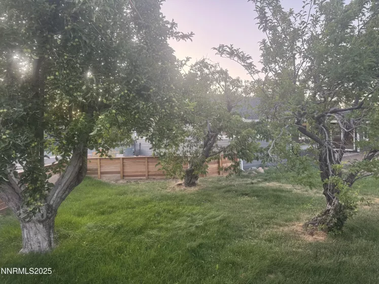 Orchard with cherry tree, apple tree, pear tree