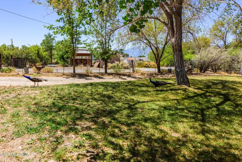 2824 Henning, Minden, Nevada 89423, 3 Bedrooms Bedrooms, ,2 BathroomsBathrooms,Residential,Residential,Henning,250054796