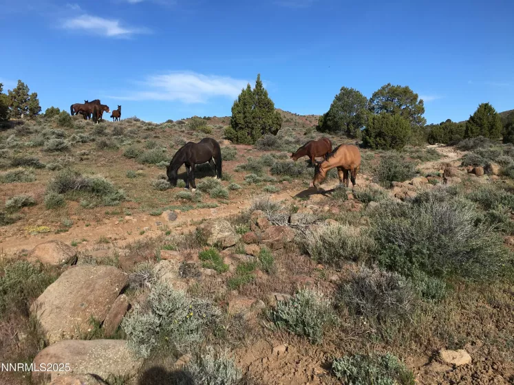 30S Virginia Ranches, Reno, Nevada 89521, ,Land,Residential,Virginia Ranches,250055611