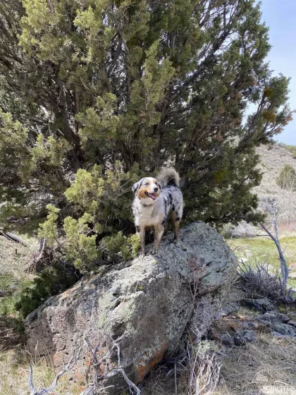 0 Pah Rah Springs, Reno, Nevada 89510, ,Land,Residential,Pah Rah Springs,240007324