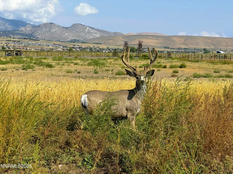 2460 Deerhaven, Minden, Nevada 89423, ,Land,Residential,Deerhaven,250056448