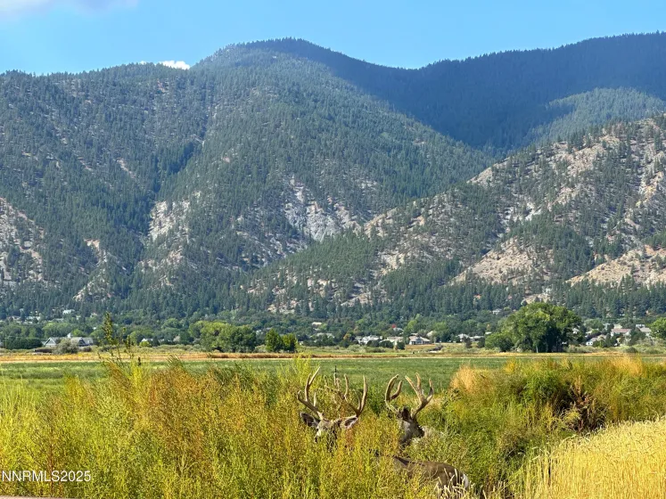 2460 Deerhaven, Minden, Nevada 89423, ,Land,Residential,Deerhaven,250056448