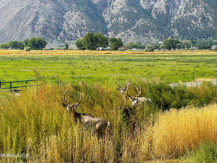 2460 Deerhaven, Minden, Nevada 89423, ,Land,Residential,Deerhaven,250056448