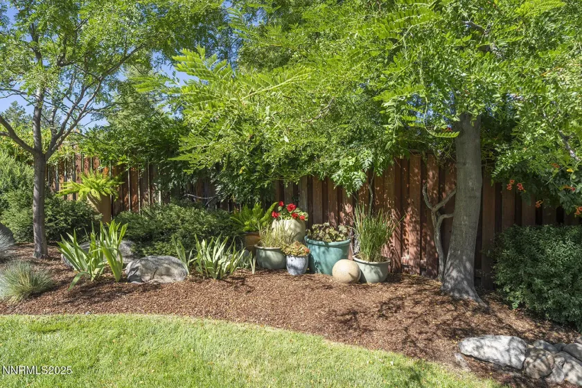 Back yard
