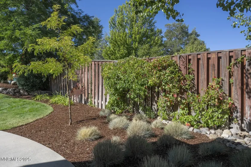 Back yard