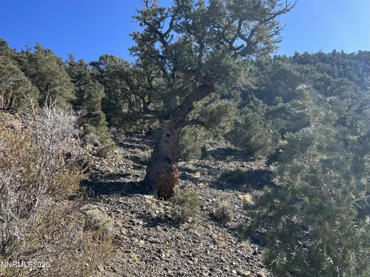 APN 00665121, Hawthorne, Nevada 89415, ,Land,Residential,00665121,250057006