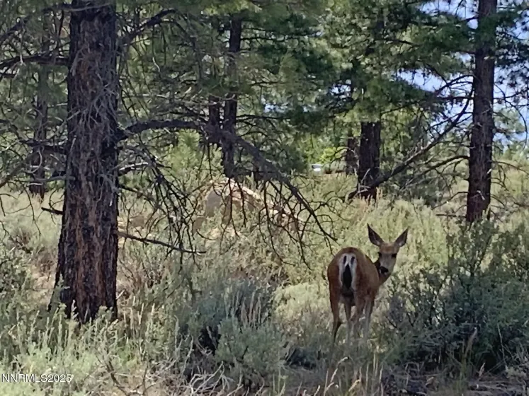 177 Nottingham, Reno, Nevada 89511, ,Land,Residential,Nottingham,250057131