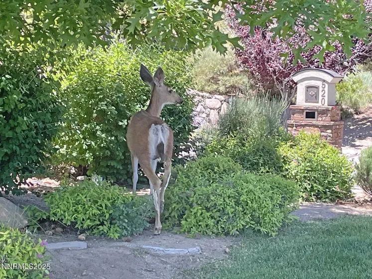 177 Nottingham, Reno, Nevada 89511, ,Land,Residential,Nottingham,250057131