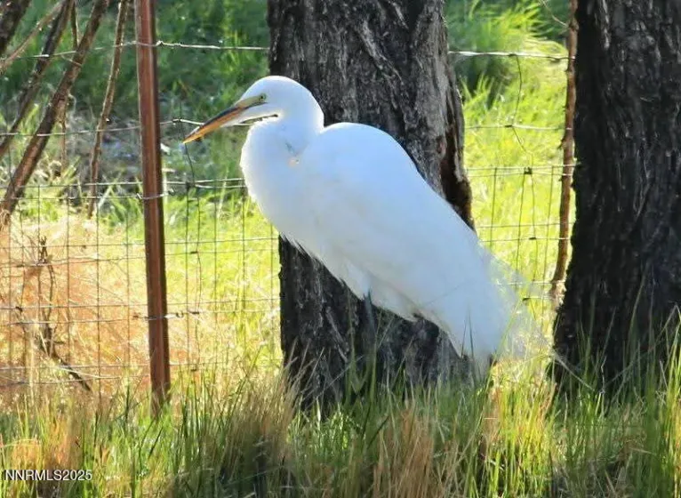 1155 Us Highway 395, Gardnerville, Nevada 89410, ,Land,Residential,Us Highway 395,250057609 1155 Us Highway 395, Gardnerville, Nevada 89410, ,Land,Residential,Us Highway 395,250057609