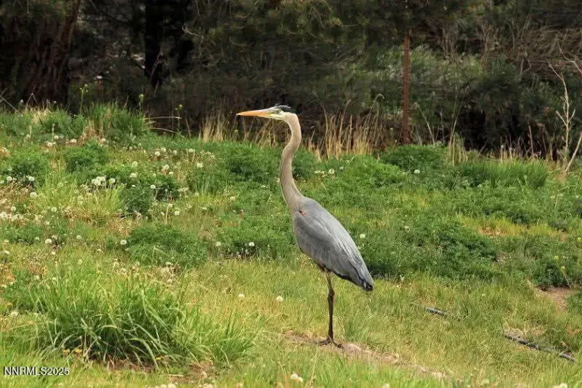 1155 Us Highway 395, Gardnerville, Nevada 89410, ,Land,Residential,Us Highway 395,250057609 1155 Us Highway 395, Gardnerville, Nevada 89410, ,Land,Residential,Us Highway 395,250057609