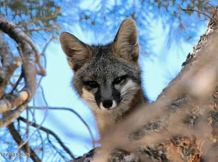 1155 Us Highway 395, Gardnerville, Nevada 89410, ,Land,Residential,Us Highway 395,250057609 1155 Us Highway 395, Gardnerville, Nevada 89410, ,Land,Residential,Us Highway 395,250057609