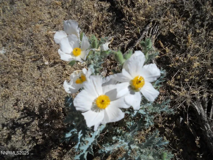 8210 Ml Crk, Battle Mountain, Nevada 89820, ,Land,Residential,Ml Crk,250057644 8210 Ml Crk, Battle Mountain, Nevada 89820, ,Land,Residential,Ml Crk,250057644