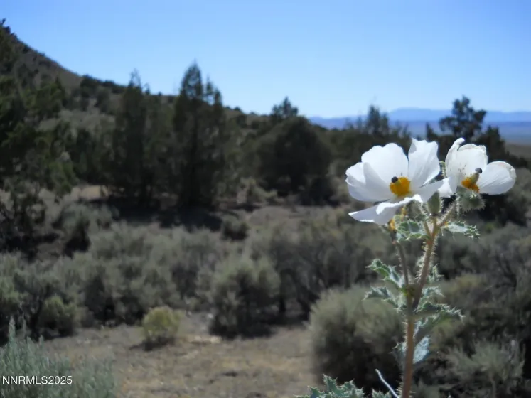 8210 Ml Crk, Battle Mountain, Nevada 89820, ,Land,Residential,Ml Crk,250057644 8210 Ml Crk, Battle Mountain, Nevada 89820, ,Land,Residential,Ml Crk,250057644