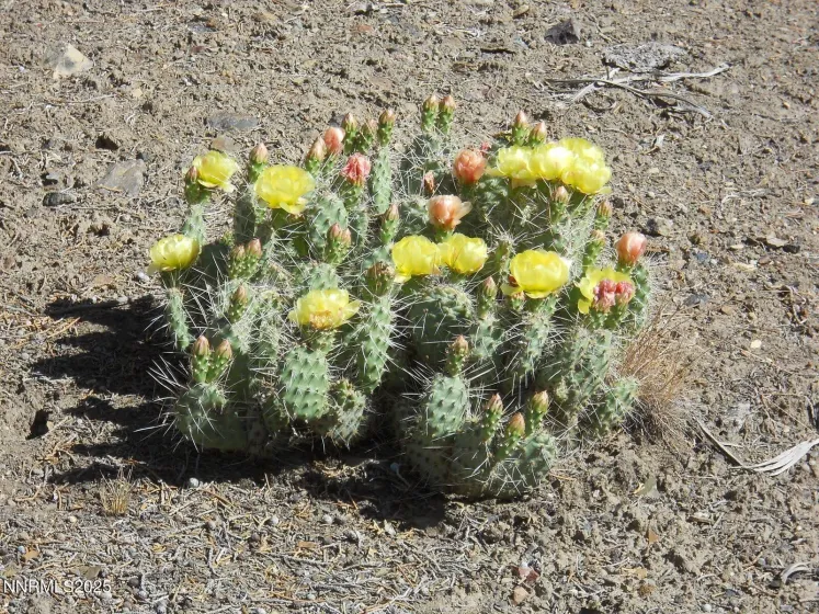 8210 Ml Crk, Battle Mountain, Nevada 89820, ,Land,Residential,Ml Crk,250057644 8210 Ml Crk, Battle Mountain, Nevada 89820, ,Land,Residential,Ml Crk,250057644