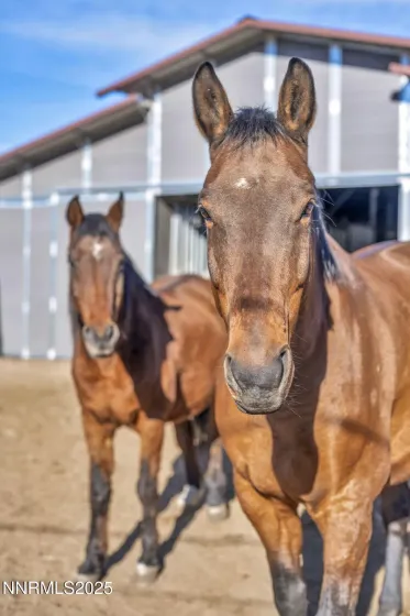 2075 Buckskin, Washoe Valley, Nevada 89704, 3 Bedrooms Bedrooms, ,2 BathroomsBathrooms,Residential,Residential,Buckskin,250057826