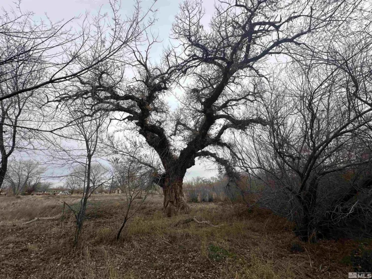 3275 Alcorn, Fallon, Nevada 89406, 3 Bedrooms Bedrooms, ,2 BathroomsBathrooms,Residential,Residential,Alcorn,240001865