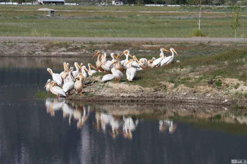 615 Fork Vista, Gardnerville, Nevada 89460, 4 Bedrooms Bedrooms, ,3 BathroomsBathrooms,Residential,Residential,Fork Vista,240014929