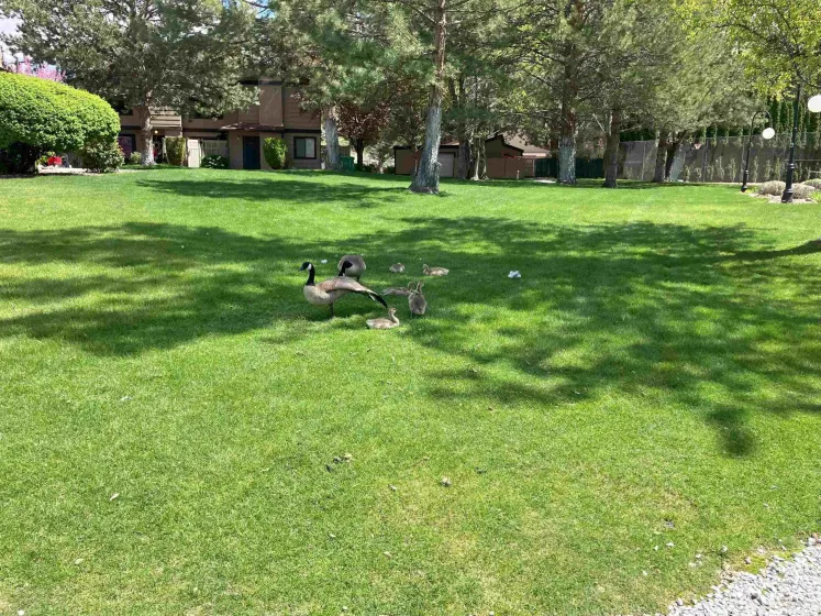 5033 Reggie, Reno, Nevada 89502, 1 Bedroom Bedrooms, ,1 BathroomBathrooms,Residential,Residential,Reggie,250006162