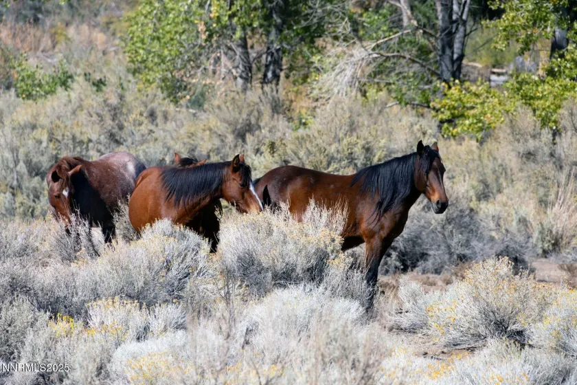 1088 McCarran Ranch, Sparks, Nevada 89434, 3 Bedrooms Bedrooms, ,2 BathroomsBathrooms,Residential,Residential,McCarran Ranch,250058491