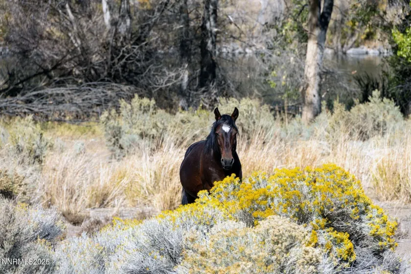 1088 McCarran Ranch, Sparks, Nevada 89434, 3 Bedrooms Bedrooms, ,2 BathroomsBathrooms,Residential,Residential,McCarran Ranch,250058491