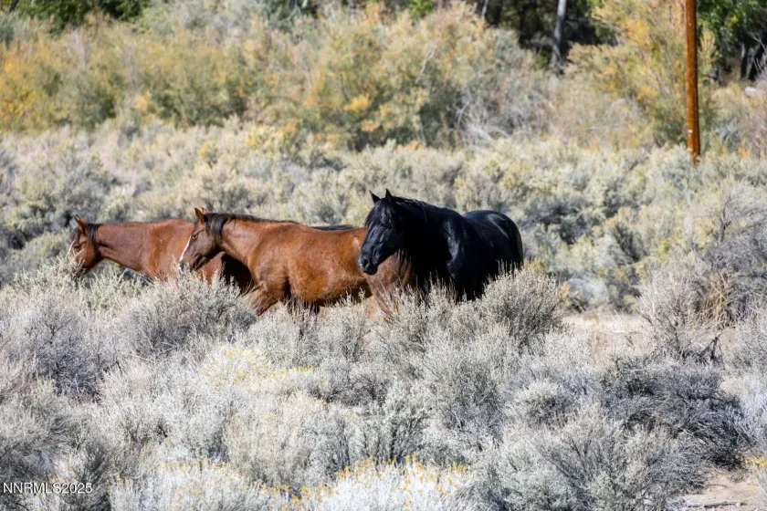 1088 McCarran Ranch, Sparks, Nevada 89434, 3 Bedrooms Bedrooms, ,3 BathroomsBathrooms,Residential,Residential,McCarran Ranch,250058491