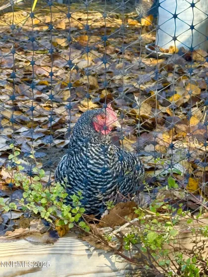 632 Occidental, Dayton, Nevada 89403, 3 Bedrooms Bedrooms, ,2 BathroomsBathrooms,Residential,Residential,Occidental,250058536