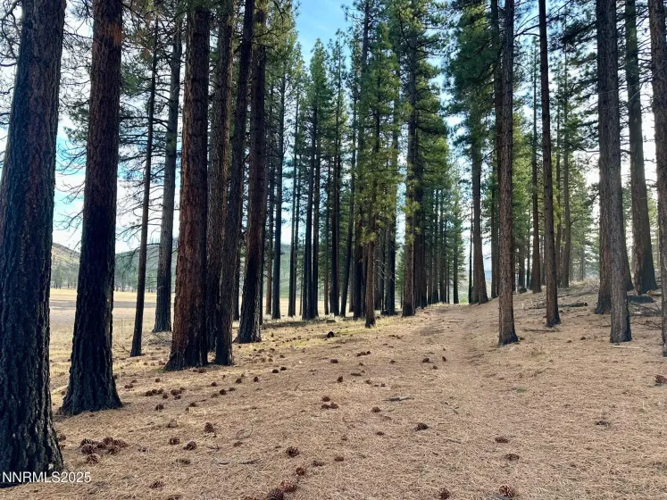 APN 047 State Route 89, Markleeville, California 96120, ,Land,Residential,State Route 89,250058648