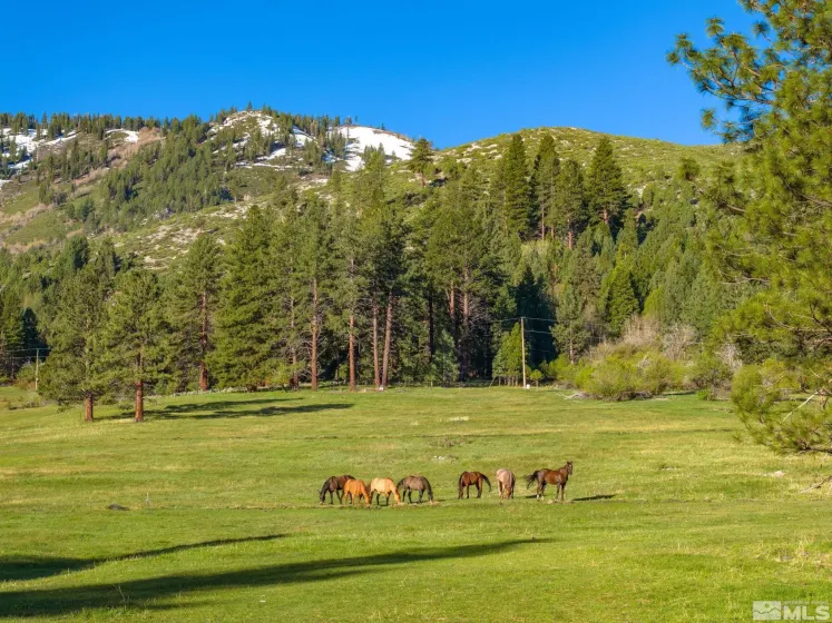 6995 Franktown, Washoe Valley, Nevada 89704, 6 Bedrooms Bedrooms, ,5 BathroomsBathrooms,Residential,Residential,Franktown,250006413