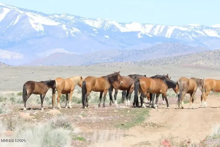 0 Pine Nut Mtn Range Lot #7, Minden, Nevada 89423, ,Land,Residential,Pine Nut Mtn Range Lot #7,250059111