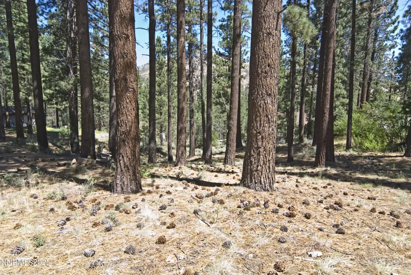 50 Pinon, Markleeville, California 96120, ,Land,Residential,Pinon,250003510