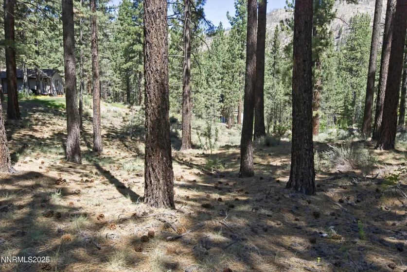 50 Pinon, Markleeville, California 96120, ,Land,Residential,Pinon,250003510