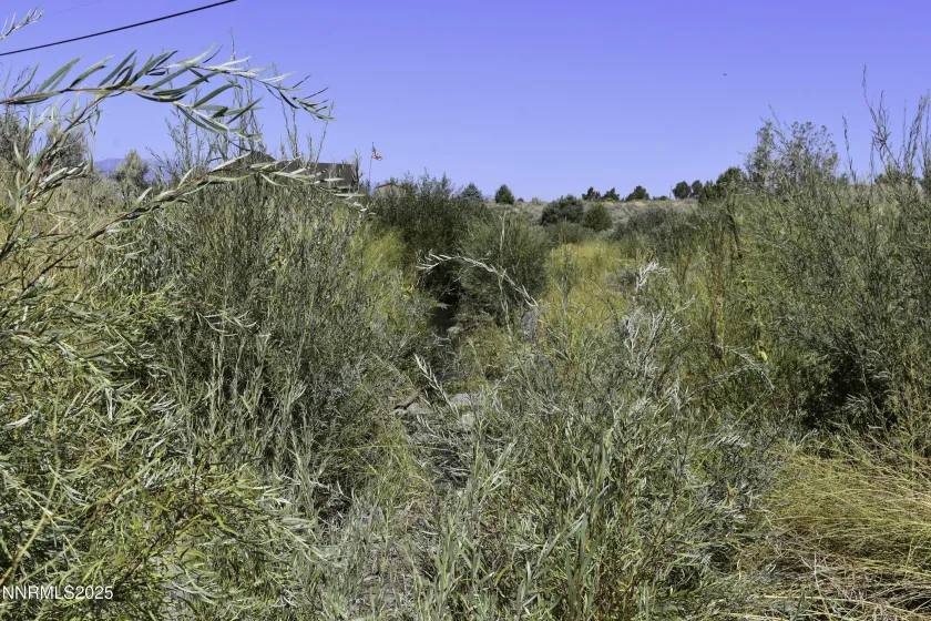 Vegetation at Pine Nut Creek