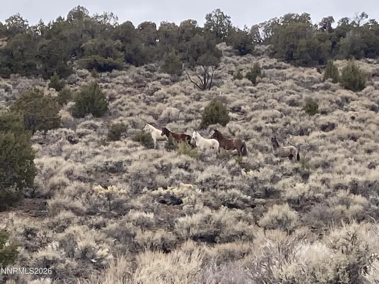 00 Microwave, Reno, Nevada 89510, ,Land,Residential,Microwave,260000951