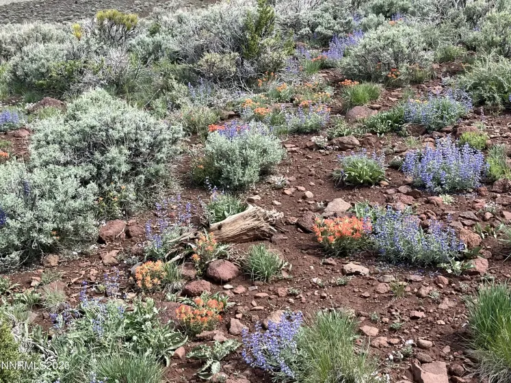 0000 Microwave, Reno, Nevada 89510, ,Land,Residential,Microwave,260000952