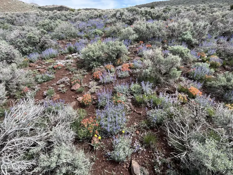 0000 Microwave, Reno, Nevada 89510, ,Land,Residential,Microwave,260000952