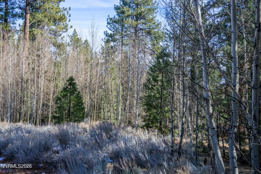 240 Forest Hill, Gardnerville, Nevada 89460, ,Land,Residential,Forest Hill,0,260001074