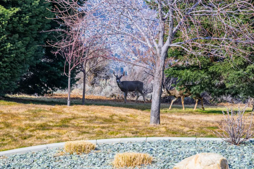 240 Forest Hill, Gardnerville, Nevada 89460, ,Land,Residential,Forest Hill,0,260001074