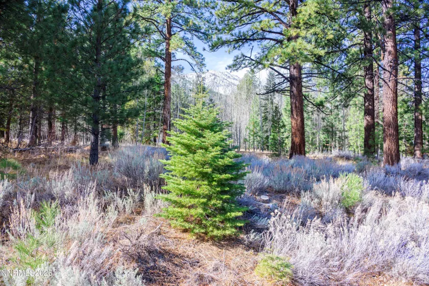 240 Forest Hill, Gardnerville, Nevada 89460, ,Land,Residential,Forest Hill,0,260001074