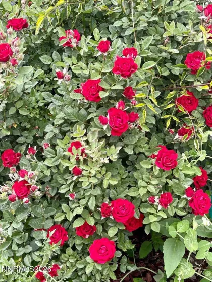 4301 Pinnacle Vista, Sparks, Nevada 89436, 4 Bedrooms Bedrooms, ,3 BathroomsBathrooms,Residential,Residential,Pinnacle Vista,260001170