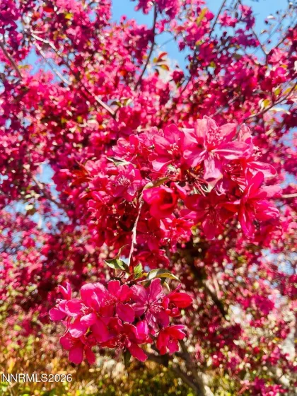 4301 Pinnacle Vista, Sparks, Nevada 89436, 4 Bedrooms Bedrooms, ,3 BathroomsBathrooms,Residential,Residential,Pinnacle Vista,260001170