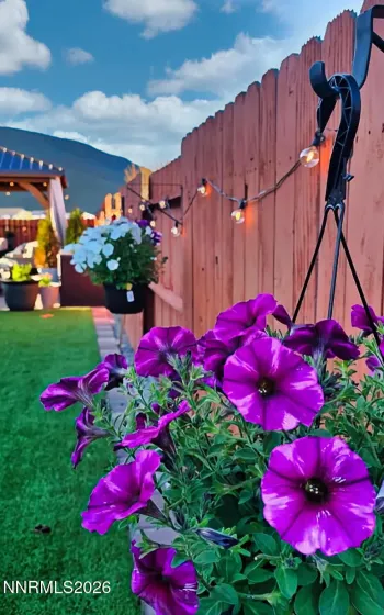 Summer bloom from seller