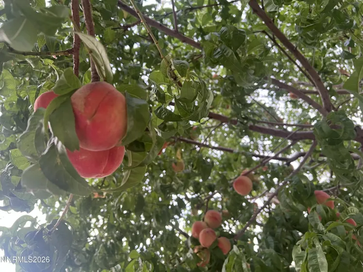 1371 White Bluffs, Fernley, Nevada 89408, 4 Bedrooms Bedrooms, ,3 BathroomsBathrooms,Residential,Residential,White Bluffs,260001870