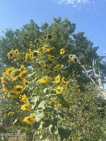 1371 White Bluffs, Fernley, Nevada 89408, 4 Bedrooms Bedrooms, ,3 BathroomsBathrooms,Residential,Residential,White Bluffs,260001870