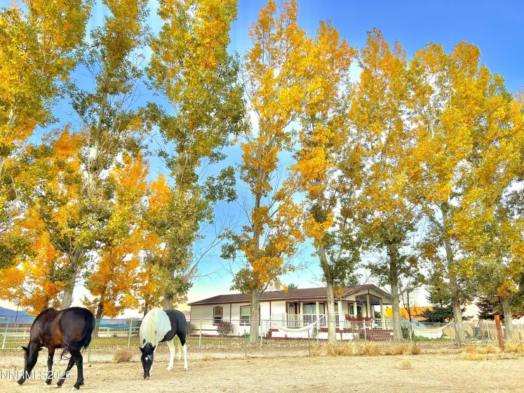 2801 Tamara, Minden, Nevada 89423, 9 Bedrooms Bedrooms, ,8 BathroomsBathrooms,Residential,Residential,Tamara,260002207