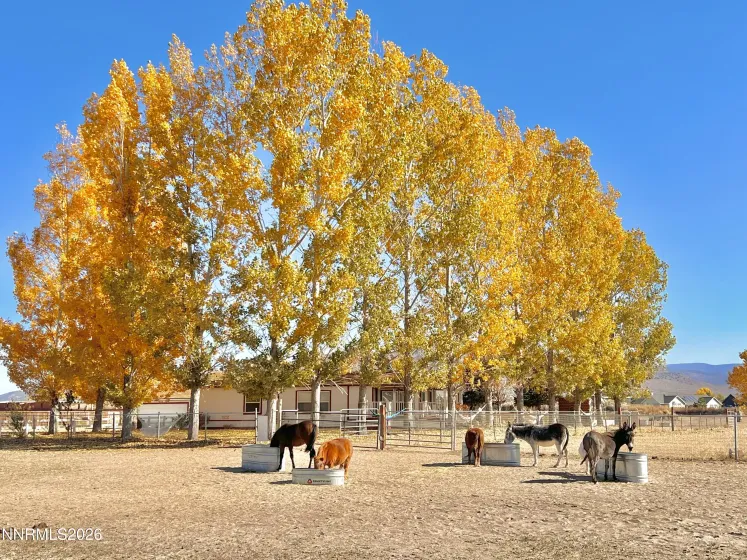 2801 Tamara, Minden, Nevada 89423, 9 Bedrooms Bedrooms, ,8 BathroomsBathrooms,Residential,Residential,Tamara,260002207