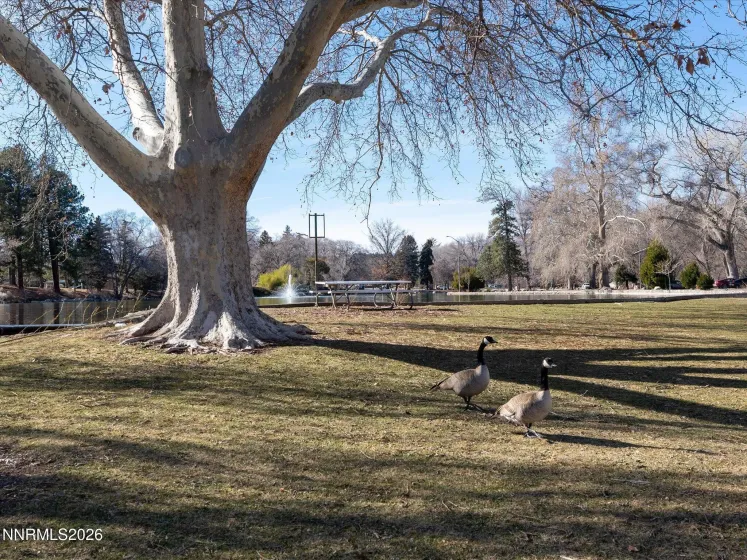 1164 Mayflower, Reno, Nevada 89509, 3 Bedrooms Bedrooms, ,2 BathroomsBathrooms,Residential,Residential,Mayflower,260002236