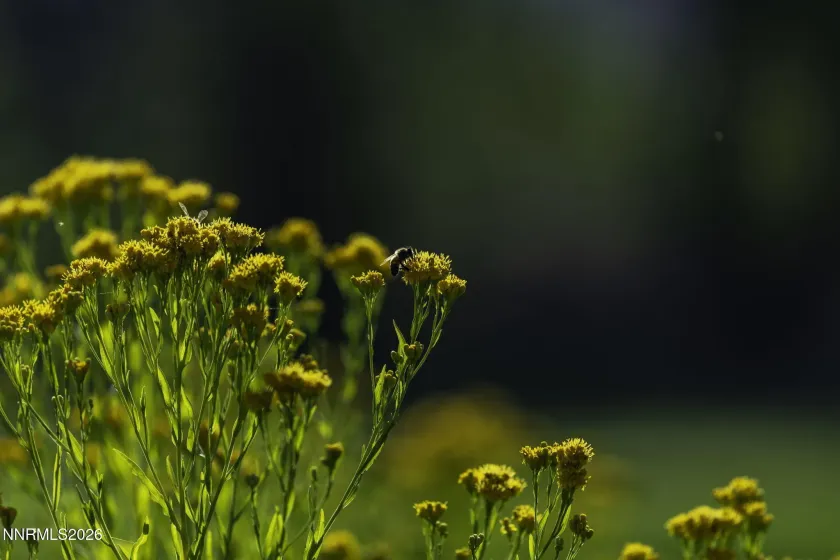 1051 Riverview, Gardnerville, Nevada 89460, 2 Bedrooms Bedrooms, ,2 BathroomsBathrooms,Residential,Residential,Riverview,260002443